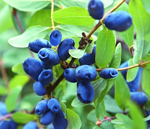 Dehner Sibirische Blaubeere Polina, längliche süsse Früchte, ca. 30-40 cm, 3 l Topf, Beerenstrauch von Dehner