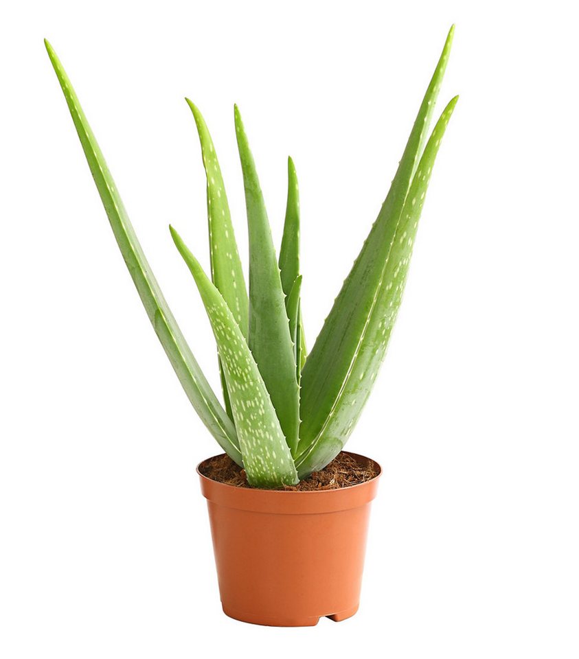 Dehner Sukkulente Echte Aloe, ab 30-110 cm, Ø Topf ab 12-35 cm, Aloe vera, Sukkulente mit fleischigen Blättern von Dehner