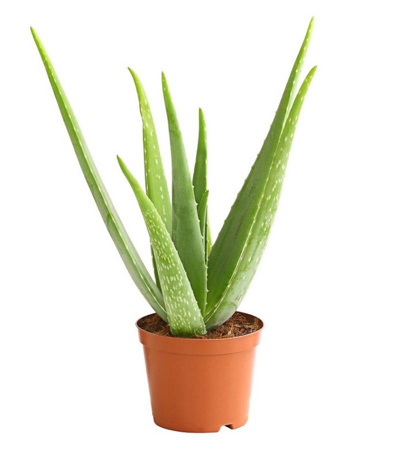 Dehner Sukkulente Echte Aloe, ab 30-110 cm, Ø Topf ab 12-35 cm, Aloe vera, Sukkulente mit fleischigen Blättern von Dehner