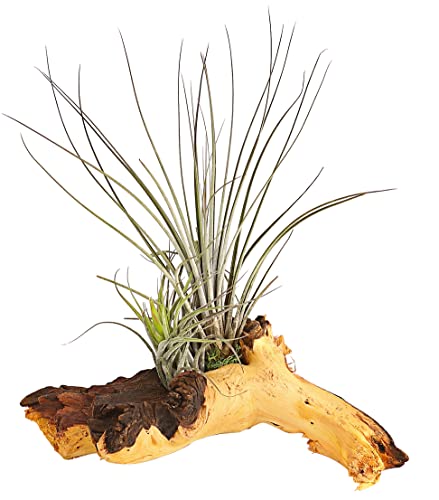 Dehner Tillandsien Arrangement auf Mopani-Wurzel, 2 x Bromeliengewächs, 12-18 cm, Zimmerpflanze von Dehner