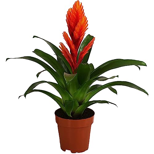 Dehner Vriesea Intenso Orange, Bromelia cultivars, rosettenförmiger Wuchs, orange-farbene Blüte, ca. 45 cm, Ø Topf 12 cm, Zimmerpflanze von Dehner