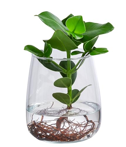 Dehner Waterplant Balsamapfel Kingston, Clusia rosea Princess, Wasserpflanze im Glas, Ø 14 cm, Höhe 27 cm, Zimmerpflanze von Dehner