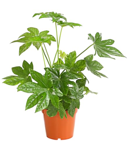Dehner Zimmeraralie, Fatsia japonica, Zimmerpflanze mit ledrigen, mehrlappigen Blättern, 50-60 cm inkl. Pflanztopf, Ø Topf 17 cm von Dehner