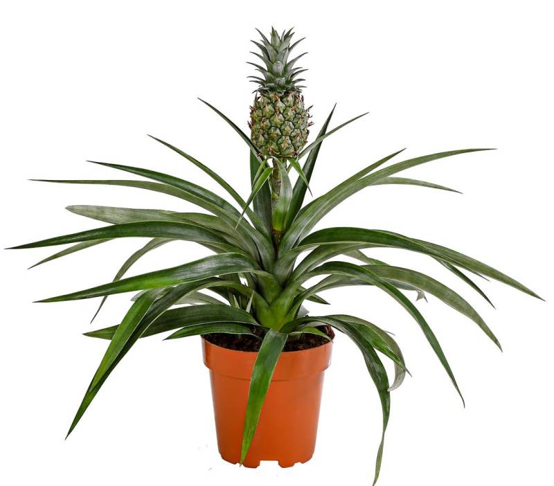 Dehner Zimmerpflanze Ananas, essbare Frucht, ca. 30-40 cm, Ø Topf 12 cm, pflegeleicht, exotisch, Zimmerpflanze von Dehner