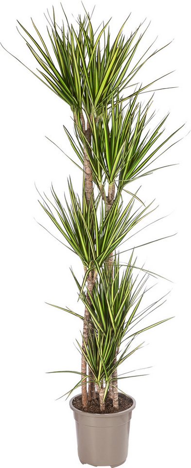 Dehner Zimmerpflanze Drachenbaum, Dracaena marginata Sunray, mehrtriebig, luftreinigend, pflegeleicht, mit bunten Blättern von Dehner