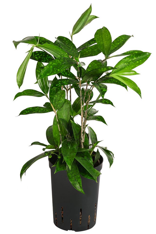 Dehner Zimmerpflanze Drachenbaum, Dracaena surculosa, Hydrokultur, mit Wasserstandsanzeiger von Dehner