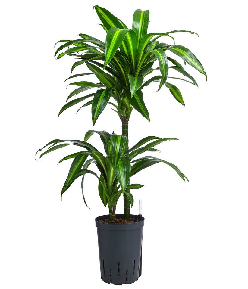 Dehner Zimmerpflanze Drachenbaum Hawaiian Sunshine, Dracaena fragrans, 80 cm, Ø Topf 15 cm, pflegeleichte Zimmerpflanze in Hydrokultur, mehrstämmig von Dehner