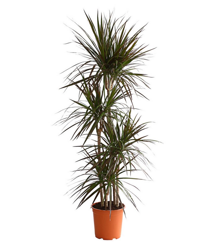 Dehner Zimmerpflanze Drachenbaum Magenta, Dracaena marginata, mehrstämmig, luftreinigend, rot-randige Blätter Dehner Zimmerpflanze Drachenbaum Magenta, Dracaena marginata, mehrstämmig, luftreinigend, rot-randige Blätter von Dehner