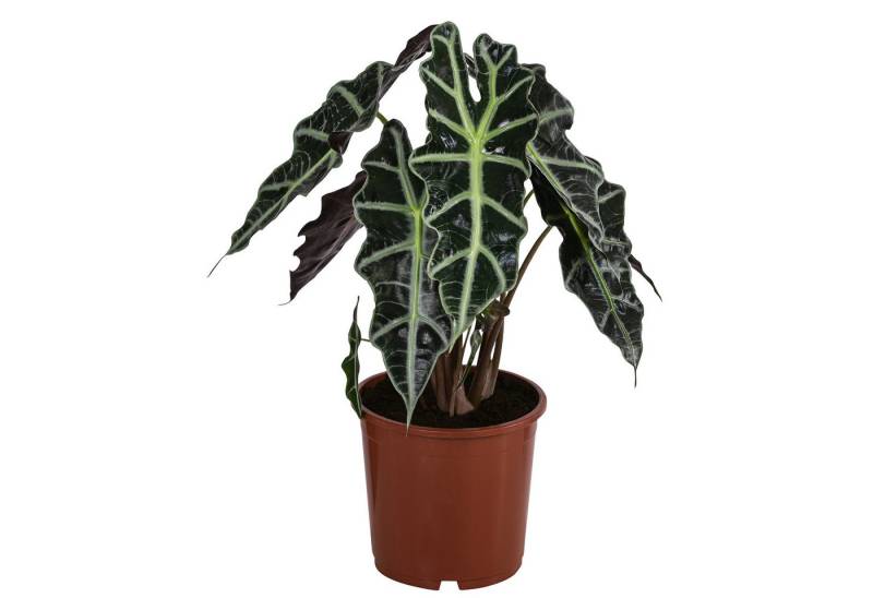 Dehner Zimmerpflanze Pfeilblatt Polly, Alocasia amazonica, tropische Schönheit, pfeilförmige Blätter, auffällig Dehner Zimmerpflanze Pfeilblatt Polly, Alocasia amazonica, tropische Schönheit, pfeilförmige Blätter, auffällig von Dehner