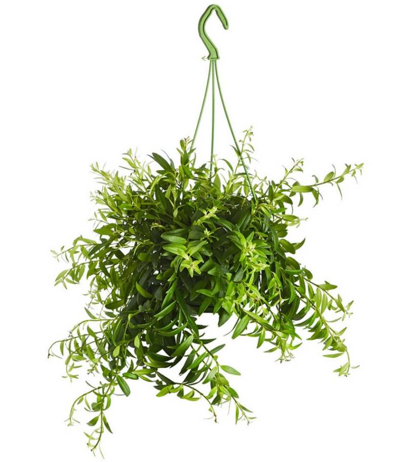 Dehner Zimmerpflanze Schamblume, Aeschynanthus japhrolepis, versch. Liefergrößen, Ampelpflanze mit tropischem Flair von Dehner