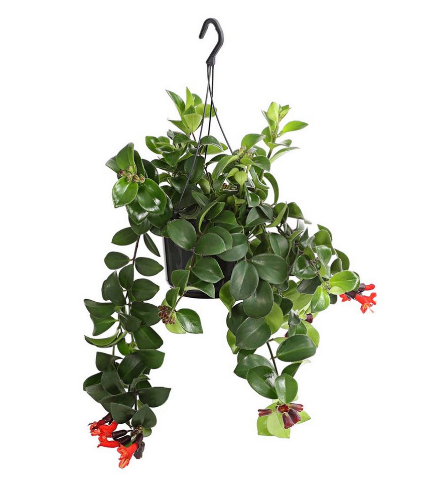 Dehner Zimmerpflanze Schamblume Mona Lisa, in Blumenampel, 40-45 cm, Ø Topf 15 cm, Aeschynanthus radicans von Dehner