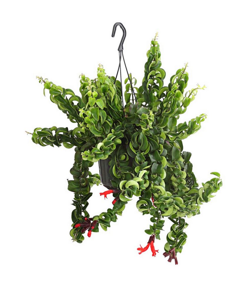 Dehner Zimmerpflanze Schamblume Rasta, Aeschynanthus lobbianus, 30-40 cm, Ø Topf 14 cm, dekorative Ampelpflanze von Dehner