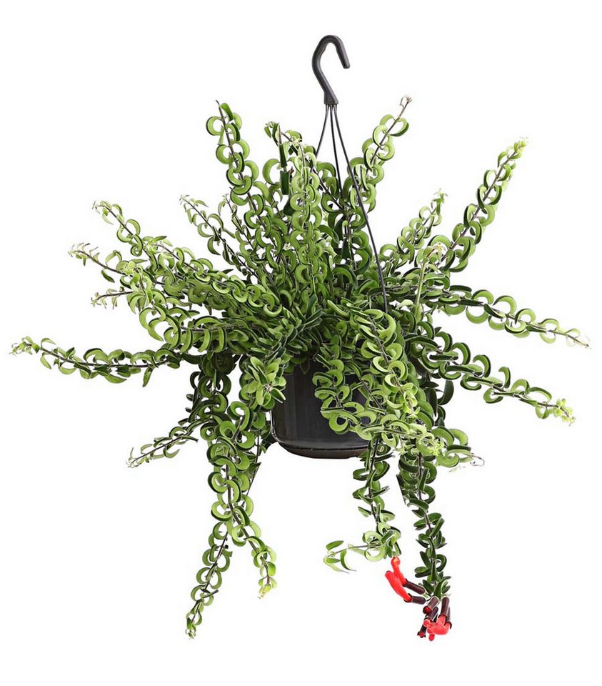 Dehner Zimmerpflanze Schamblume Twister, ca. 40-50 cm, Ø Topf 15 cm, dekorativ, Ampelpflanze, rote Blüten von Dehner