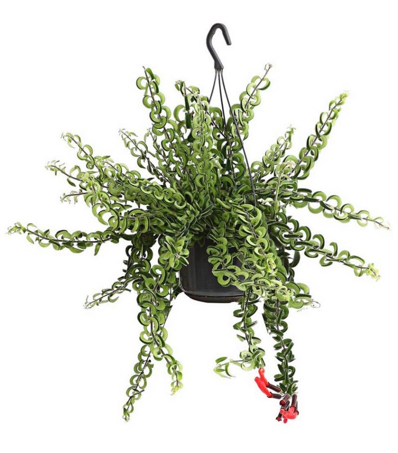 Dehner Zimmerpflanze Schamblume Twister, ca. 40-50 cm, Ø Topf 15 cm, dekorativ, Ampelpflanze, rote Blüten von Dehner