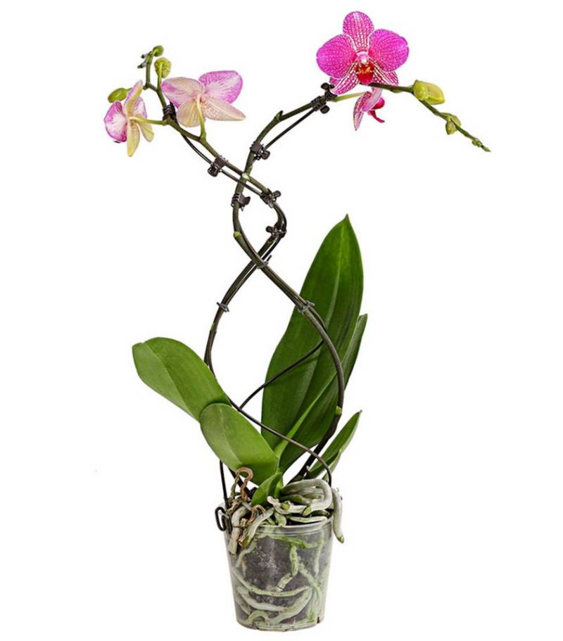Dehner Zimmerpflanze Schmetterlingsorchidee Twister, Phalaenopsis cultivars, Ø Topf 12 cm, Orchidee, Zimmerpflanze, kräftige Farben von Dehner