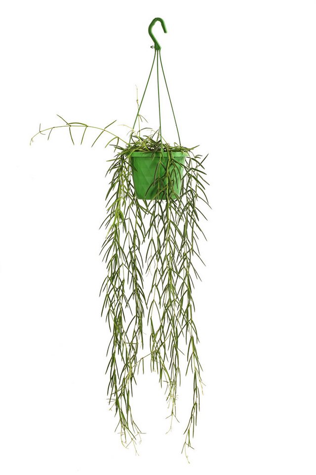 Dehner Zimmerpflanze Wachsblume, Hoya linearis, in Blumenampel von Dehner