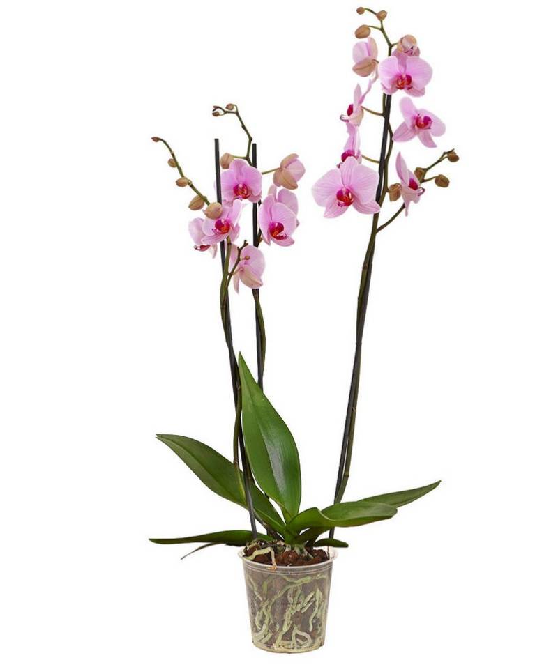 Dehner Zimmerpflanze Zimmerpflanze Schmetterlingsorchidee, Phalaenopsis cultivars von Dehner