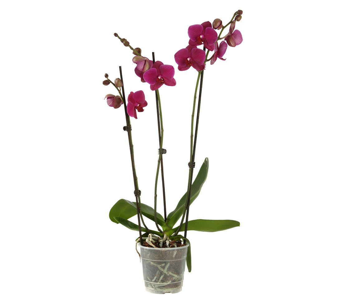 Dehner Zimmerpflanze Zimmerpflanze Schmetterlingsorchidee, Phalaenopsis cultivars von Dehner
