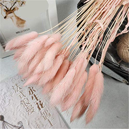 Deike Mild 60pcs Getrocknete Pampasgras Natürliche Getrocknete Gräser Pennisetum Schwanz Gras Getrocknete Blumen Trockenblumen für Hause Hochzeit Party Hotel Vase Deko 70cm (Hellrosa) von Deike Mild