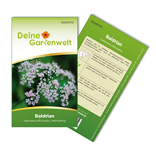 Baldrian Samen - Valeriana officinalis - Baldriansamen - Kräutersamen - Saatgut für 100 Pflanzen von Deine Gartenwelt