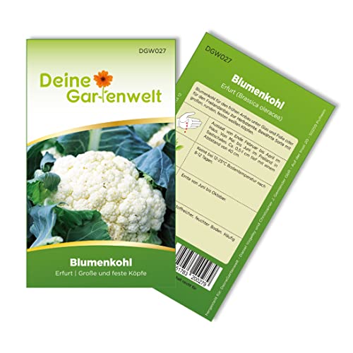Blumenkohl Erfurt Samen - Brassica oleracea - Blumenkohlsamen - Gemüsesamen - Saatgut für 80 Pflanzen von Deine Gartenwelt