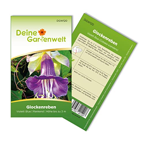 Glockenreben Violett Blue Samen - Cobaea scandens - Glockenrebensamen - Blumensamen - Saatgut für 8 Pflanzen von Deine Gartenwelt