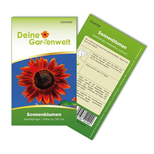 Sonnenblumen Samtkönigin Samen - Helianthus annuus - Sonnenblumensamen - Blumensamen - Saatgut für 20 Pflanzen von Deine Gartenwelt