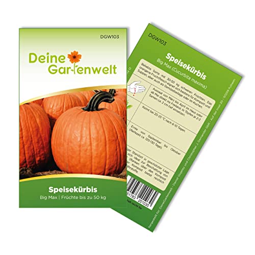 Speisekürbis Big Max Samen - Cucurbita maxima - Speisekürbissamen - Gemüsesamen - Saatgut für 5 Pflanzen von Deine Gartenwelt