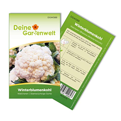 Winterblumenkohl Walcheren Samen - Brassica oleracea botrytis - Winterblumenkohlsamen - Gemüsesamen - Saatgut für 80 Pflanzen von Deine Gartenwelt