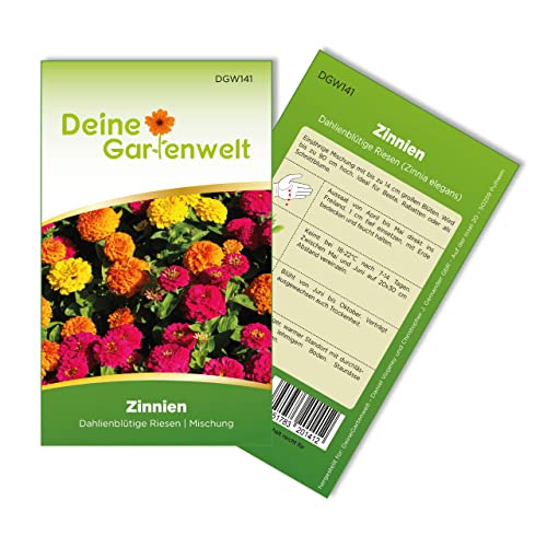 Zinnien Dahlienblütige Riesen, Mischung Samen - Zinnia elegans - Zinniensamen - Blumensamen - Saatgut für 70 Pflanzen von Deine Gartenwelt