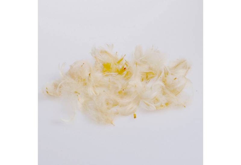 Deko AS Bastelfedern Babyfedern - Flaumfedern - creme - ca. 270 Stück - 1 VE = 1 Box mit… von Deko AS