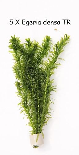 5x Bund Tonringe Egeria densa Elodea densa Wasserpflanze Wasserpest von DEKO IM TREND
