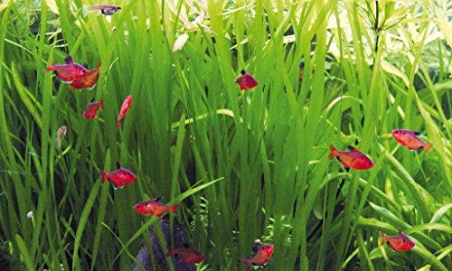 Deko im Trend Vallisneria Wasserpflanze Aquarium Vallisnerie 3xTonring von DEKO IM TREND