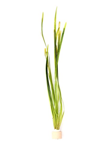 Vallisneria spiralis Wasserpflanze Aquarium Vallisnerie 1 Tonring von Deko im Trend