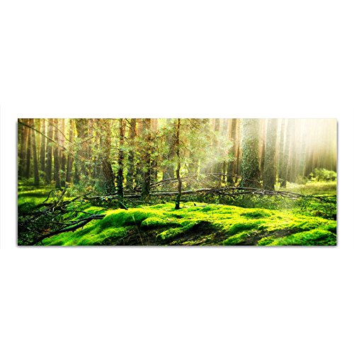 DekoGlas Glasbild 'Moos Wald' Echtglas Bild Küche, Wandbild Flur Bilder Wohnzimmer Wanddeko, einteilig 125x50 cm von DekoGlas