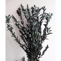 Trockenblumen Eukalyptus Parvifolia Bund Konserviert Diy Set - Dekopanda von DekoPandaShop