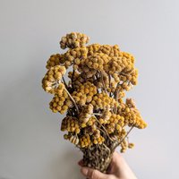 Trockenblumen Lona Bund Gelb Großpackung Bundware Diy Set - Dekopanda von DekoPandaShop