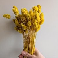 Trockenblumen Phalaris Bund Großpackung Gelb Diy Set - Dekopanda von DekoPandaShop