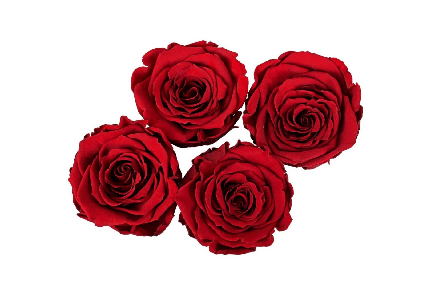 Kunstblume Infinity Rosen echte rote Rosen stabilisiert Valentinstag 6cm, 6 St., DekoTown von DekoTown