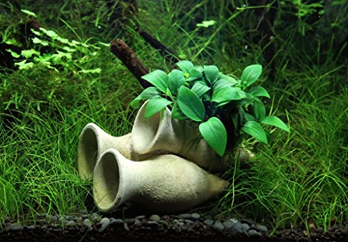 Garnelen Amphore mit Anubias Bonsai Wasserpflanze Aquarium Aquariumpflanze von Dekoimtrend