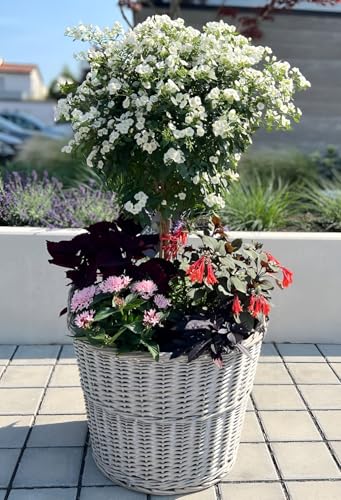 Dekoleidenschaft Rattan Pflanzkorb Rustikal rund, groß, grau, Outdoor Blumentopf, Pflanzkübel, Pflanztopf für Draußen, Blumenkübel, Blumenkasten, Pflanzkasten (Ø 60x45 cm) von Dekoleidenschaft