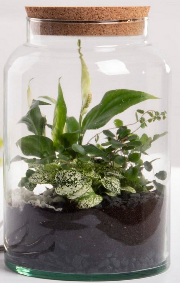 Dekowunder Übertopf Halboffene 7L Terrarium Flasche aus recyceltem Glas mit Korkverschluss von Dekowunder