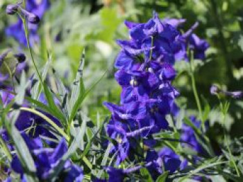 Verzweigter Rittersporn 'Atlantis', Delphinium x belladonna 'Atlantis', Topfware von Delphinium x belladonna 'Atlantis'