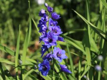 Hoher Rittersporn 'Delphi's Hollands Glorie', Delphinium x elatum 'Delphi's Hollands Glorie', Topfware von Delphinium x elatum 'Delphi's Hollands Glorie'