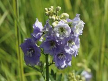Hoher Rittersporn 'Delphi's Misty', Delphinium x elatum 'Delphi's Misty', Topfware von Delphinium x elatum 'Delphi's Misty'