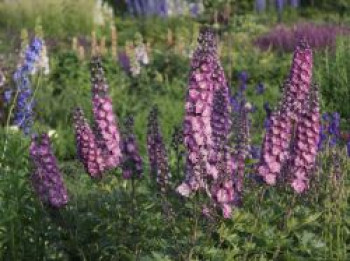 Hoher Rittersporn 'Delphi's Pink Power', Delphinium x elatum 'Delphi's Pink Power', Topfware von Delphinium x elatum 'Delphi's Pink Power'