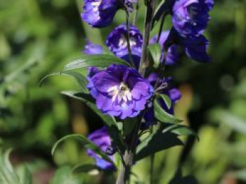 Hoher Rittersporn 'Delphi's Power' ®, Delphinium x elatum 'Delphi's Power' ®, Topfware von Delphinium x elatum 'Delphi's Power' ®