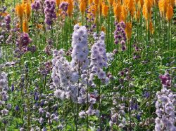 Halbhoher Rittersporn Highlander ® 'Cha Cha' ®, Delphinium x elatum Highlander ® 'Cha Cha' ®, Topfware von Delphinium x elatum Highlander ® 'Cha Cha' ®