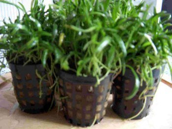 Mühlan Wasserpflanzen 3 Töpfe Neuseelandgras, Rasen im Aquarium von Dennerle