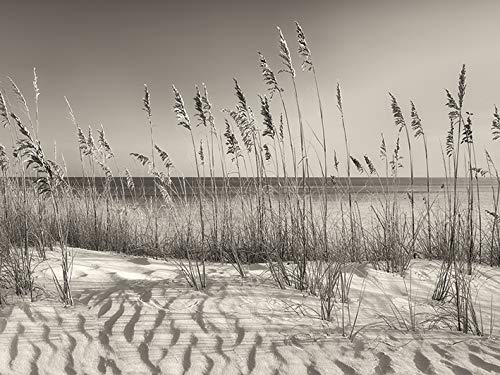 Dennis Frates Dune Grass 60 x 80cm Canvas Print Leinwanddruck, Mehrfarbig, 60 x 80 cm von Dennis Frates